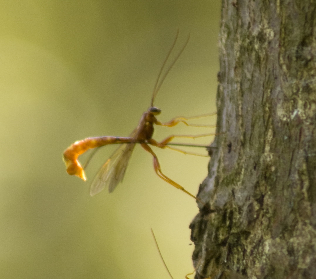 Megarhyssa (Ichneumonidae Rhyssinae)